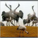 Singing cranes